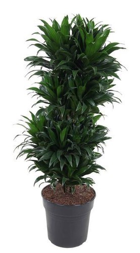 Drachenbaum dracaena compacta - drachenbaum,