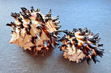 ⭐ Muricanthus radix Radix