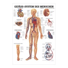 Gefäßsystem Mini-Poster