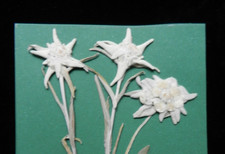 3x echtes Edelweiß ,gepreßt