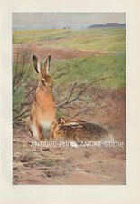 Feldhase (Lepus europaeus) Hase seltener Farbdruck von 1901 Wilhelm Kuhnert