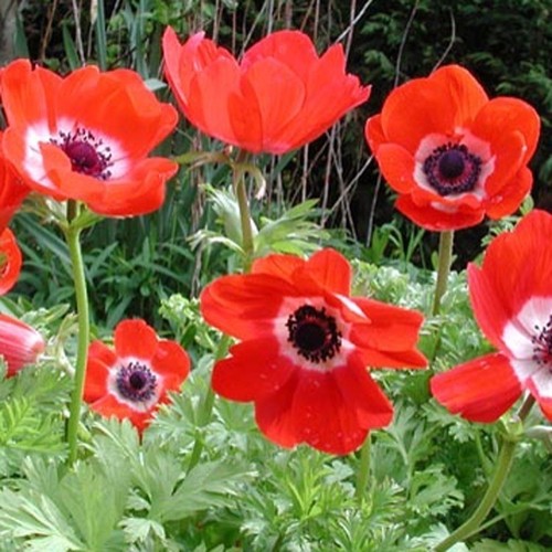 Anemone coronaria hollandia - coronaria, "hollandia"-