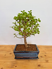 Zimmerbonsai Bonsai Jadebaum