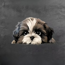 Peekender Shih Tzu
