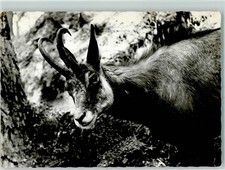 10369781 - Innsbruck Alpenzoo Gamsbock AK Tier