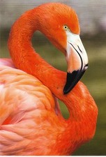 Ansichtskarte: Rosa Flamingo -