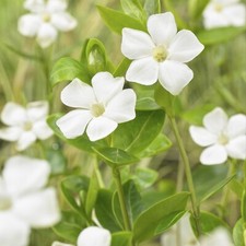 Immergrün Vinca minor 'Alba'