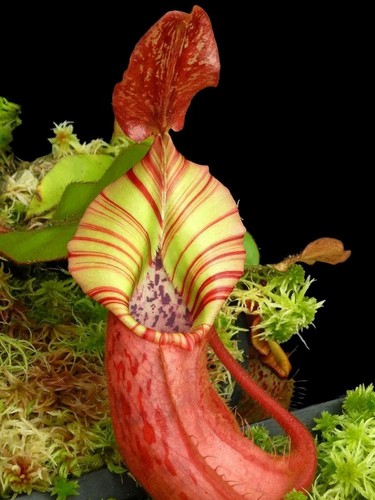 003039a nepenthes truncata - nepenthes,