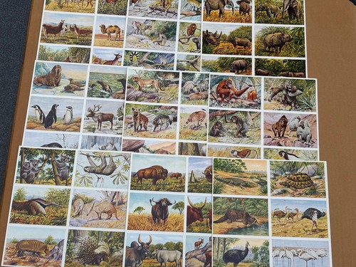 Sammelalbum urwald herba wilde - herba,