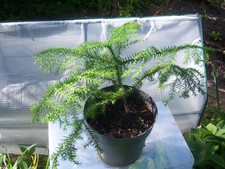 Pflanze Araucaria