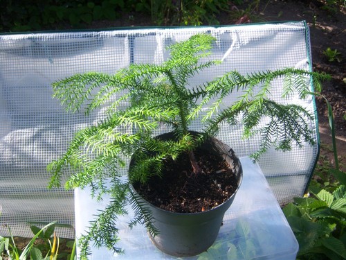 Pflanze araucaria - pflanze,