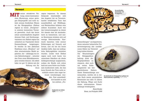 Königspython python regius - königspython, |