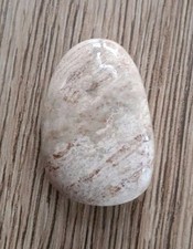 Fossile Versteinerte Koralle