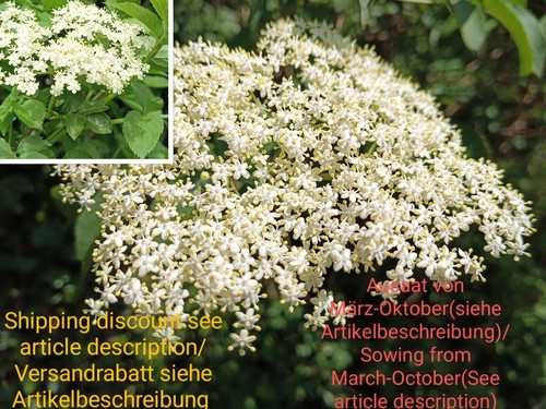 Schwarzer holunder sambucus - schwarzer,