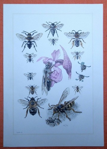 Erdbiene andrena hosenbiene - erdbiene,