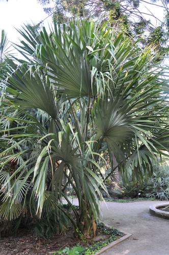 Sabal minor zwergpalme - sabal, –