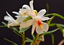 Dendrobium fuerstenbergianum