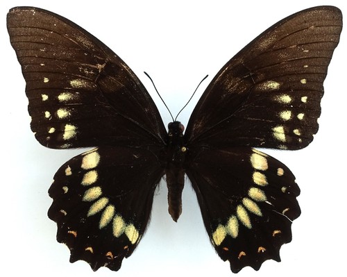 Papilio victorinus vulneratus - papilio,