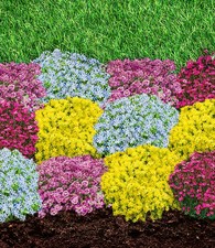 BALDUR Garten Staudenbeet 'Blütenteppich',12 Pflanzen