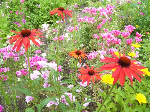 Blumensamen mischung ohne gras - mischung,