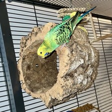 Korksitzring Vögel Kleintiere