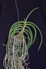 Seidenfadenia mitrata x Vanda