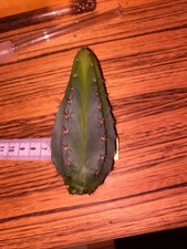 San Pedro Kaktus 7 Rippen 12cm