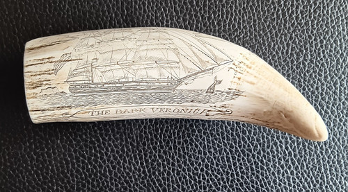 Scrimshaw pottwalzahn - scrimshaw,