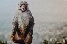 A6 Postkarte - Affe - ca. 10 x 15 cm - Ansichtskarte