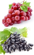 2er Set Weintrauben kernlos Suffolk Red Souvenir Pflanzen Weintraube 60-100 cm