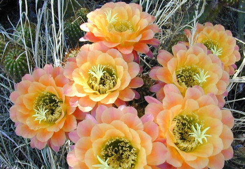 Kaktus echinopsis hybride - kaktus,