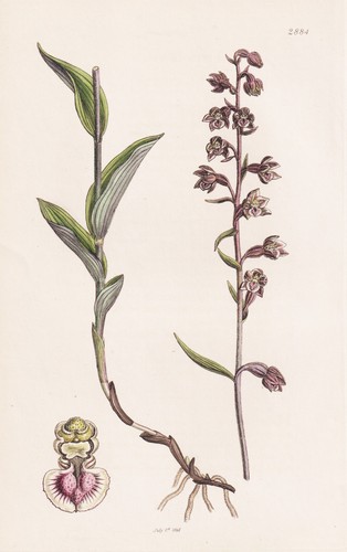 Epipactis ovalis stendelwurz - epipactis,