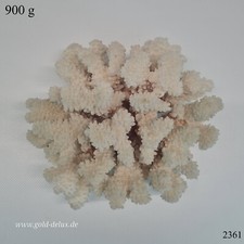Große weiße koralle - weiße,