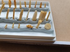 Spannende Fossiliensammlung -