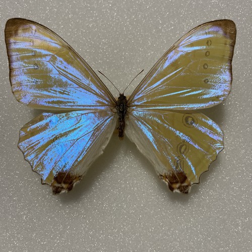 Entomologie morpho sulkowkyi - entomologie*morpho,