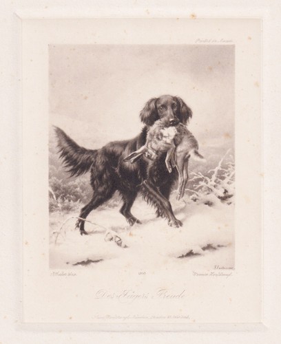 Jagdhund mit hase hund - mit, jagd