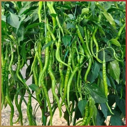 Türkische chili aci kil biber - chili,