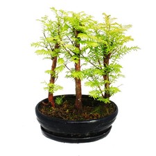 Outdoor-Bonsai - Metasequoia
