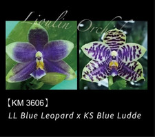 Phalaenopsis LL Blue Lynx (LL Blue Leopard x KS Blue Ludde) mit BT-Ansatz