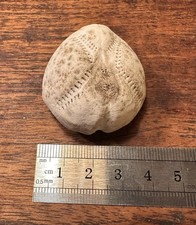 Echinocardium mediterraneum