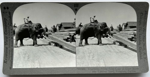 Myanmar birma rangun elefant - birma,