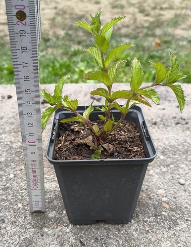 Schweizer minze mentha - minze,