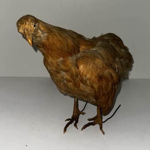 Braune dekofigur huhn aus - braune,