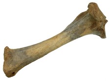 Pleistozän  Linke Tibia des Höhlenlöwe  Drachenhöhle Mixnix  Österreich  KE38-1