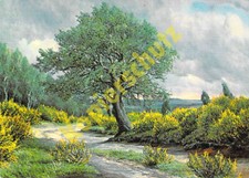 Lüneburger Heide AK  Ginsterblüte  Künstler Ansichtskarte Bernhard de Bruycker