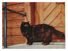 108/130 SAMMELBILD KATZE EDELKATZE SCHILDPATT - ANGORAKATZE DELLING BALLINGEN