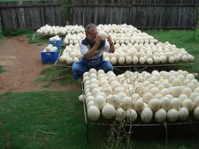 1 Straussenei Straußenei natur weiß creme 1.Wahl Südafrika Vet.Certifikat leer