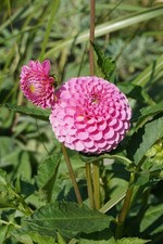 Dahlia DAHLIE Knollen: 2x Sir Richard rosa