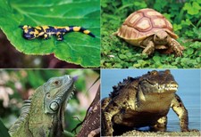 3 D Ansichtskarte Schildkröte Leguan Postkarte Wackelkarte Hologrammkarte Bild