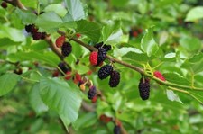 200 Samen Schwarzer Maulbeerbaum Morus nigra Frucht Baum Maulbeere